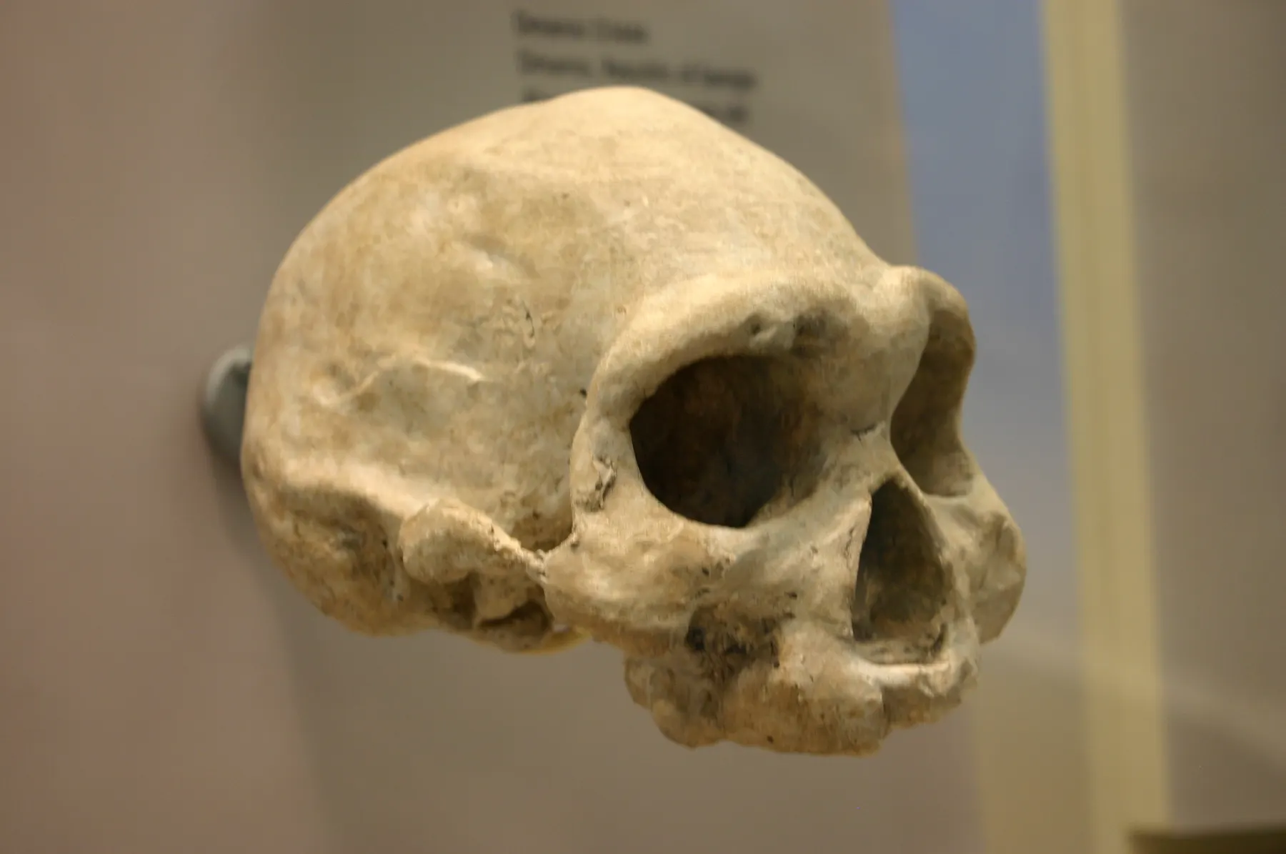 Cast of the Dmanisi D3444 skull, with no teeth in the upper jaw