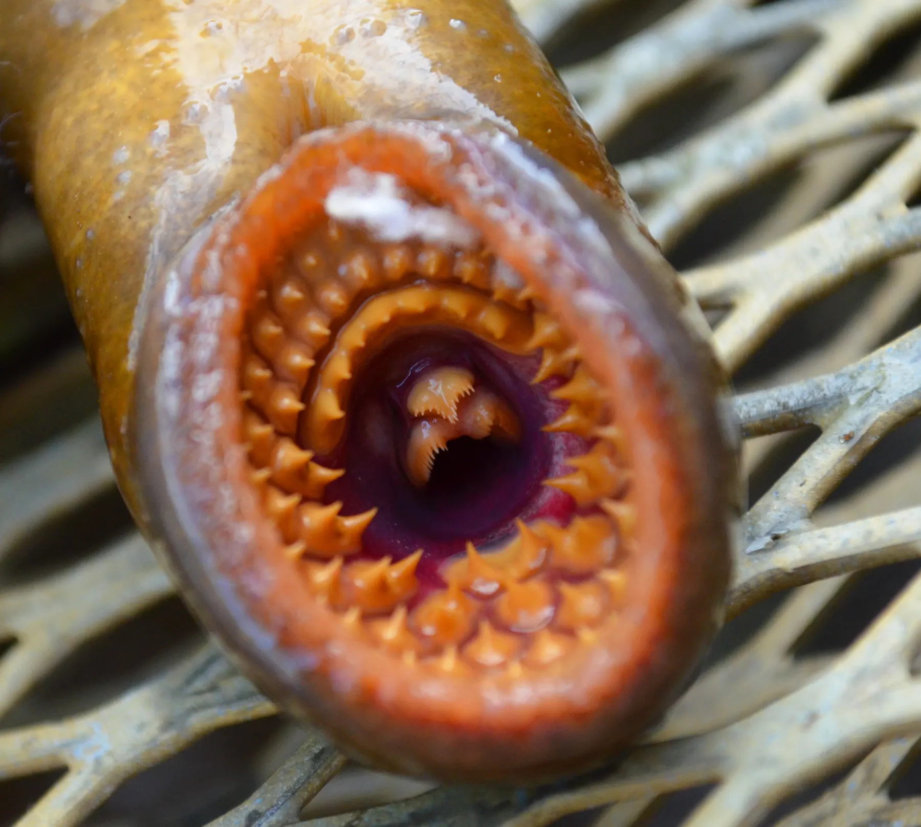 The round, toothed sucker mouth of a sea lamprey, seen head-on