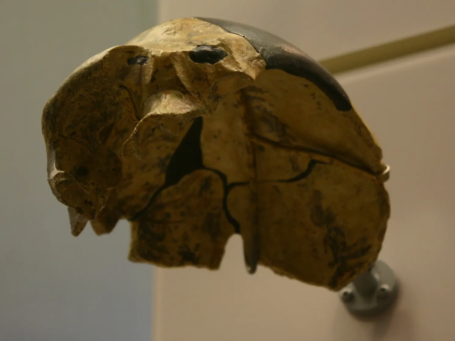 Cast of the Maba skullcap from southern China