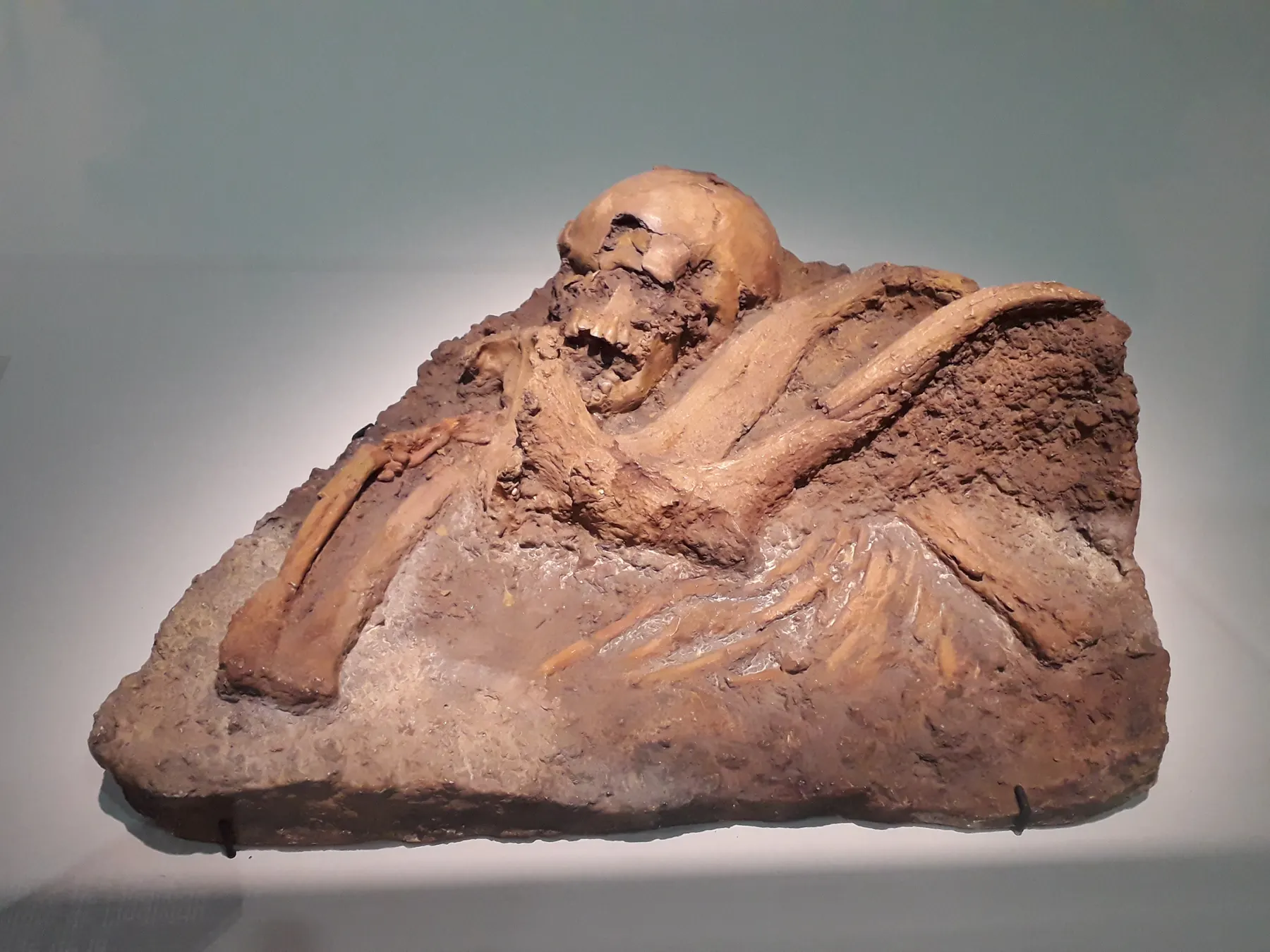 Cast of the Qafzeh 11 burial: a child's skeleton lying on its side with deer antlers across the chest