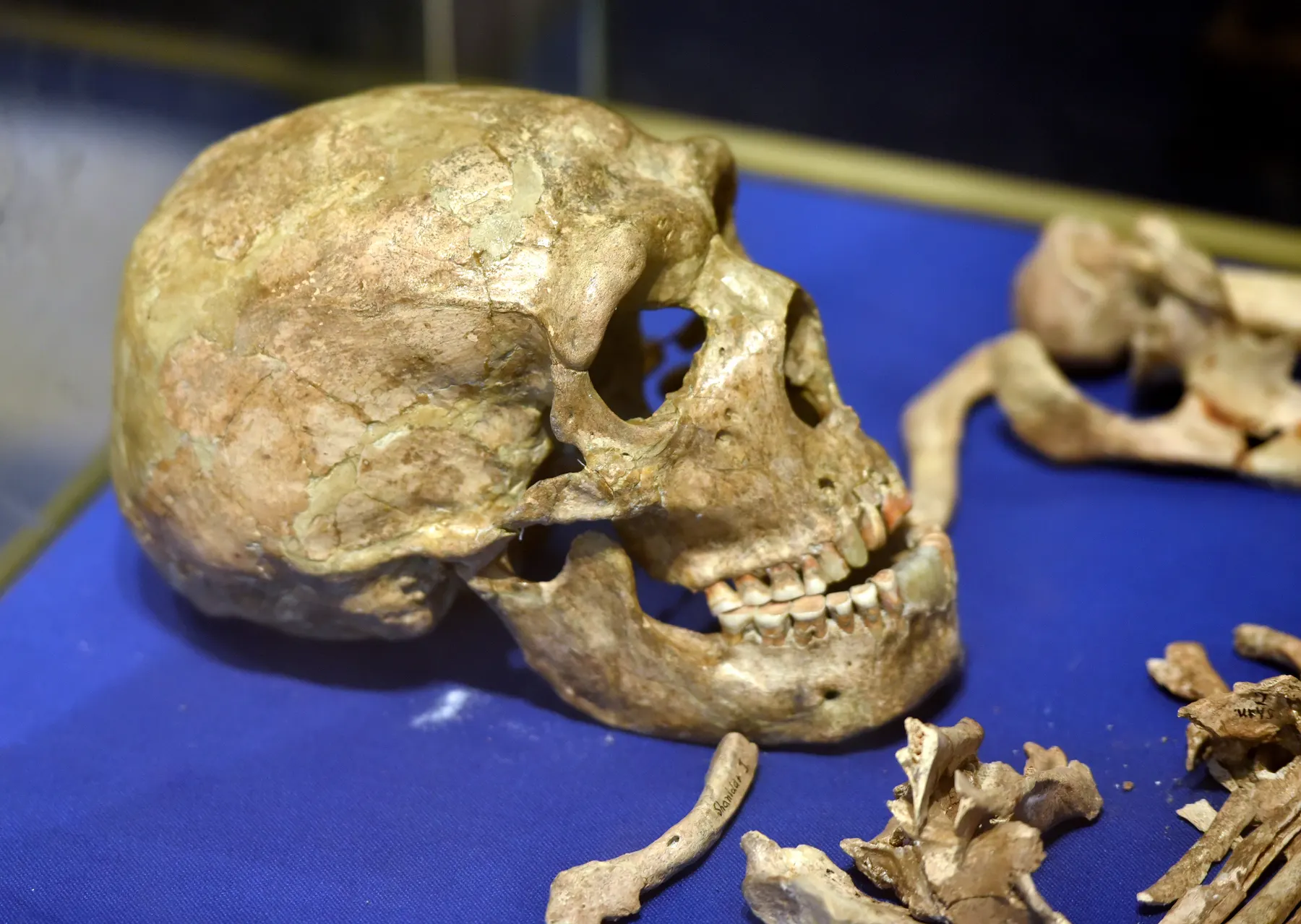 The skull and bones of Shanidar 1 on display in the Iraq Museum